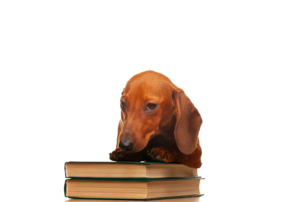 istock image of dog book white background 1408619902