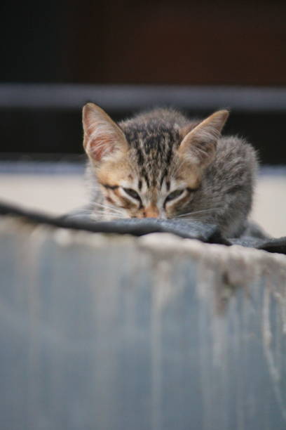 istock close-up of a kitten 1408620237