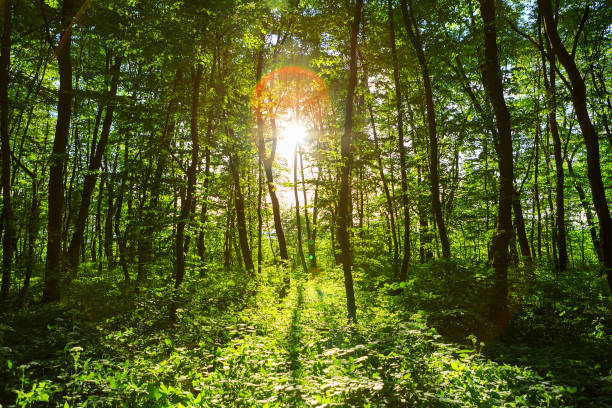 istock forest trees nature green wood sunlight backgrounds 1408620808