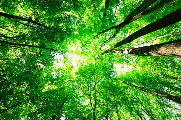 istock forest trees nature green wood sunlight backgrounds 1408621432