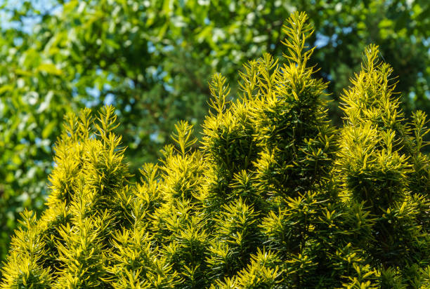 Yew Taxus baccata Fastigiata Aurea (English yew, European yew) new bright green with yellow stripes foliage in summer garden as natural background. Selective focus. Nature concept for design Yew Taxus baccata Fastigiata Aurea (English yew, European yew) new bright green with yellow stripes foliage in summer garden as natural background. Selective focus. Nature concept for design taxus baccata fastigiata stock pictures, royalty-free photos & images