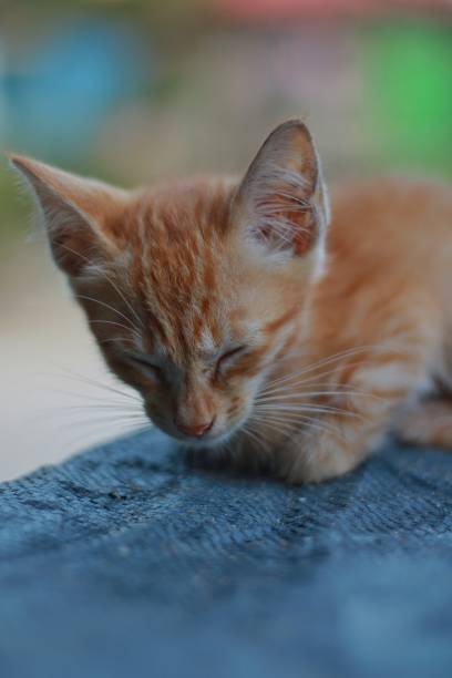 istock close-up of a kitten 1408621789