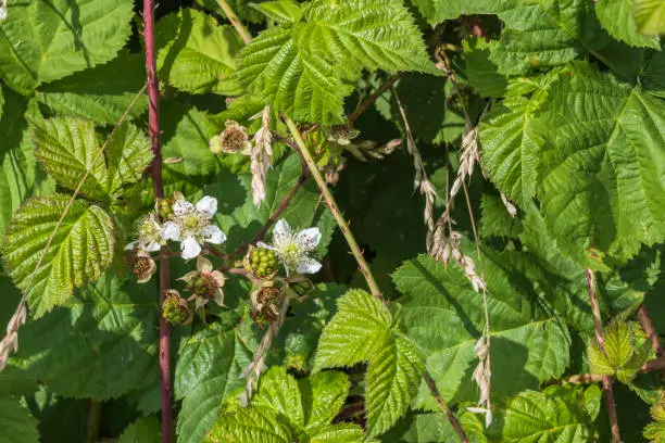 Photo of Raspberry blossom and unripe fruit