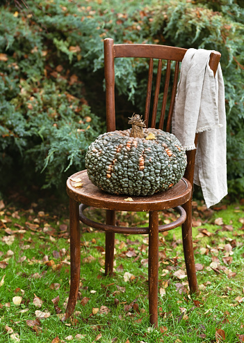 Autumn still life with decorative huge and wide green Marina di Chioggia pumpkin on old vintage wooden chair in garden. (Cucurbita maxima) Gardening or healthy food concept.