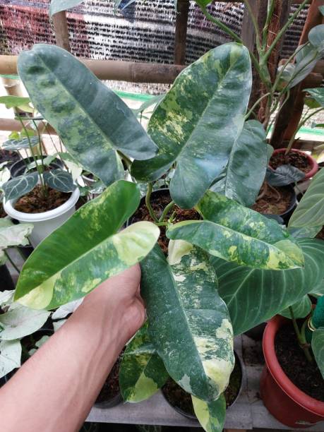 istock ornamental plant, with the name Philodendron burlemark Variegated, hand held 1408623006
