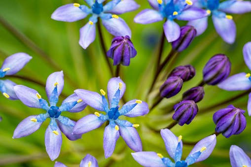 Alpine flowering plant