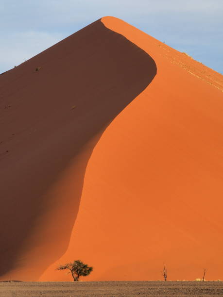 istock sand dune with acacia trees in Namibia 1408623748