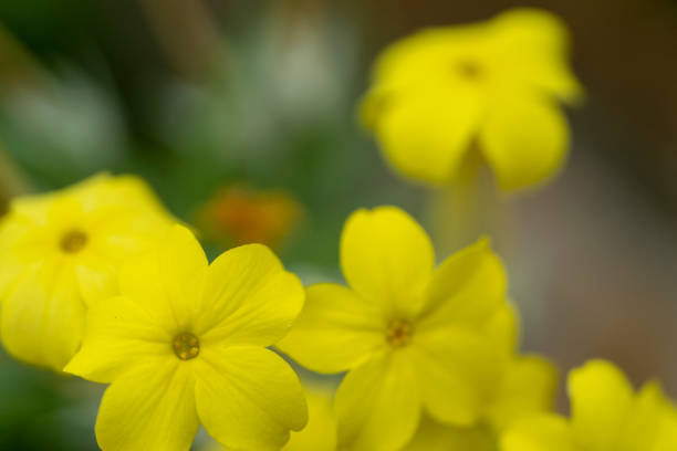 Alpine flowering plant