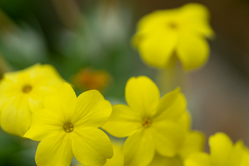 Arnica chamissonis foliosa yellow flowers