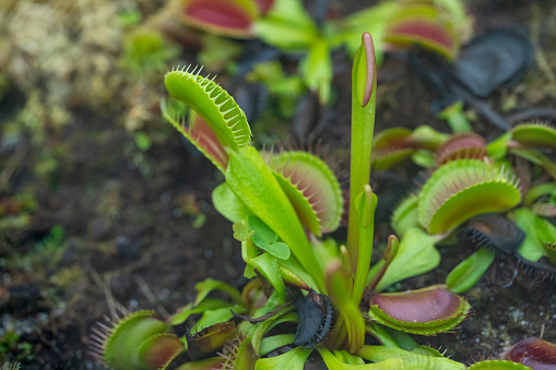Insect traps on a carnivorous Venus fly trap plant.