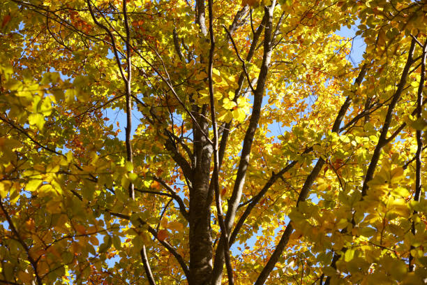 istock Beautiful tree with bright autumn leaves outdoors on sunny day 1408624238