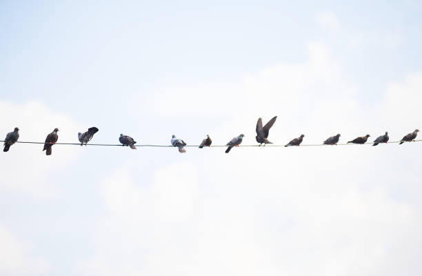 istock A large number of birds live 1408624254