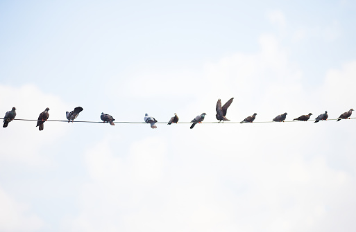A large number of birds live on high voltage cables.