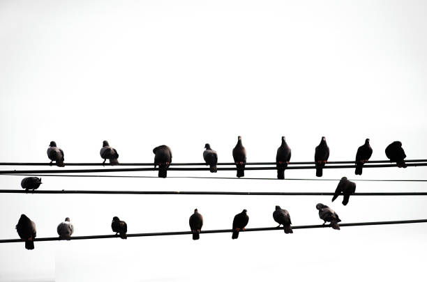 istock Many birds, dangerous high voltage cable clutch. On white backdr 1408624267