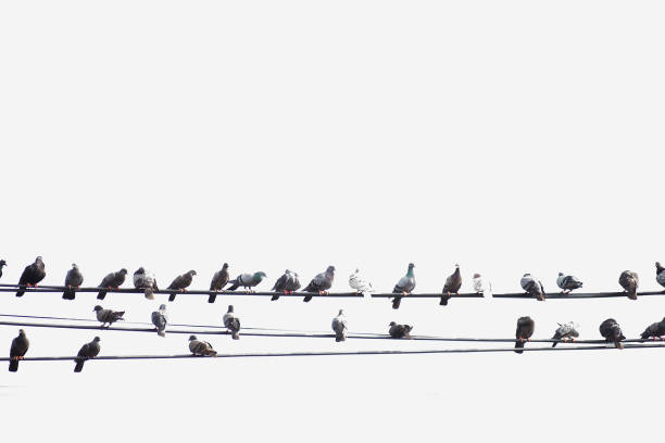 istock A large number of birds live on high voltage cables. 1408624268