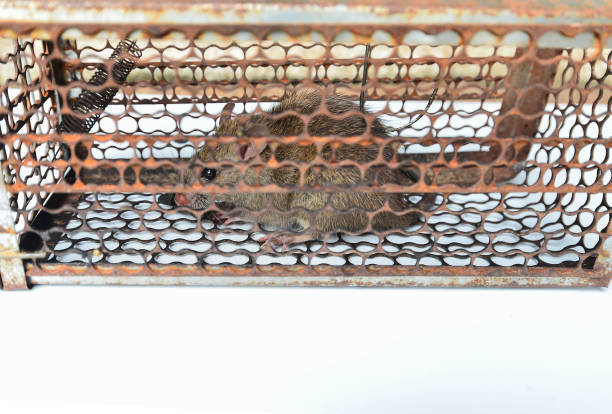 istock A rat trapped in a cage On a white background 1408624300
