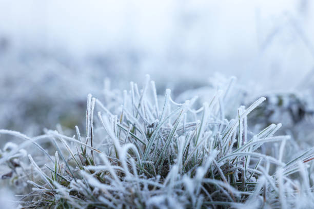 istock Grass blades covered with hoarfrost in meadow, space for text 1408624400
