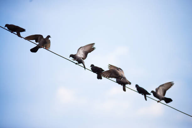istock Group of birds on the high voltage cable. 1408624568