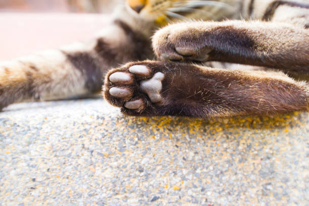 istock Cat's feet covered with hairs. 1408624569