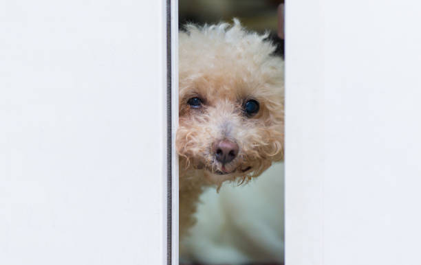istock Face of small dog with eyes staring at something with a white sc 1408624630