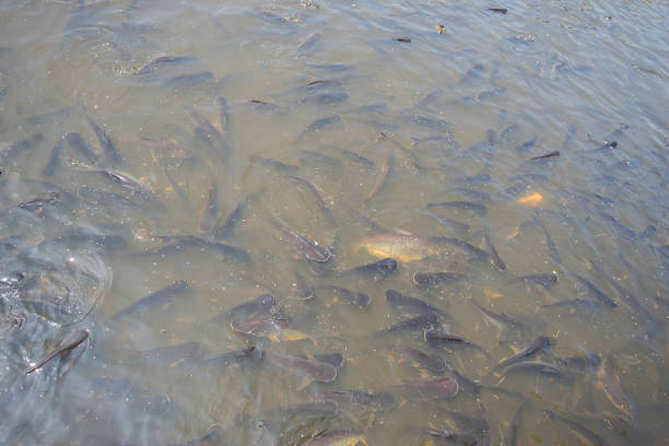 istock Many fish waiting to eat in the river. 1408624640