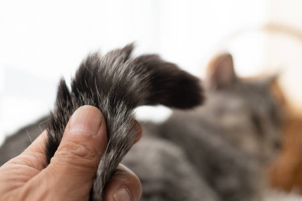 istock Touch the tail of a cat 1408624876