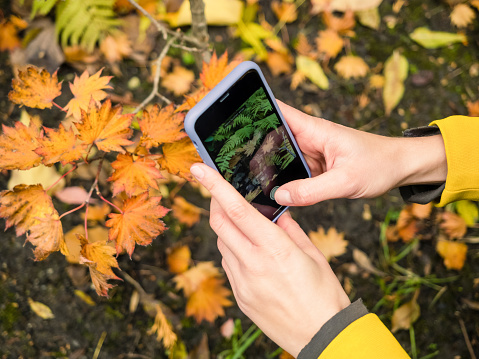 female hands holding smartphone and taking a snap of golden autumn leaves in a park
