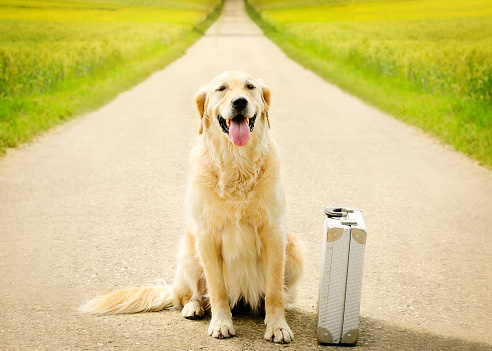 Traveling Golden Retriever with suitcase sitting on the street