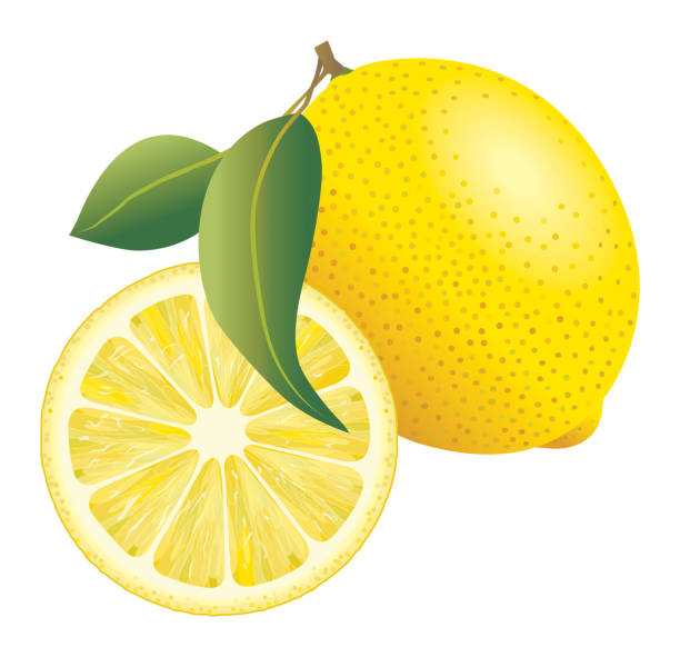 lemon vector, lemon illustration, lemon and a sliced lemon bush isolated white background plant stock illustrations