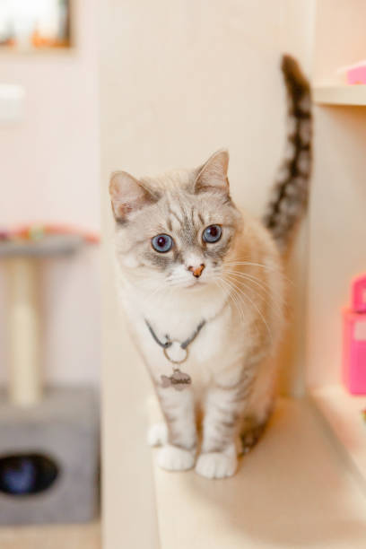istock Home life with a pet. Cat inside 1408630459