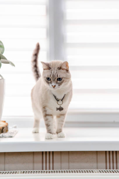 istock Home life with a pet. Cat inside 1408630465