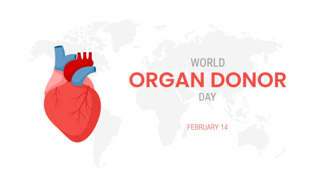 ilustraciones, imágenes clip art, dibujos animados e iconos de stock de día nacional del donante de órganos con corazón humano - pumping blood illustrations