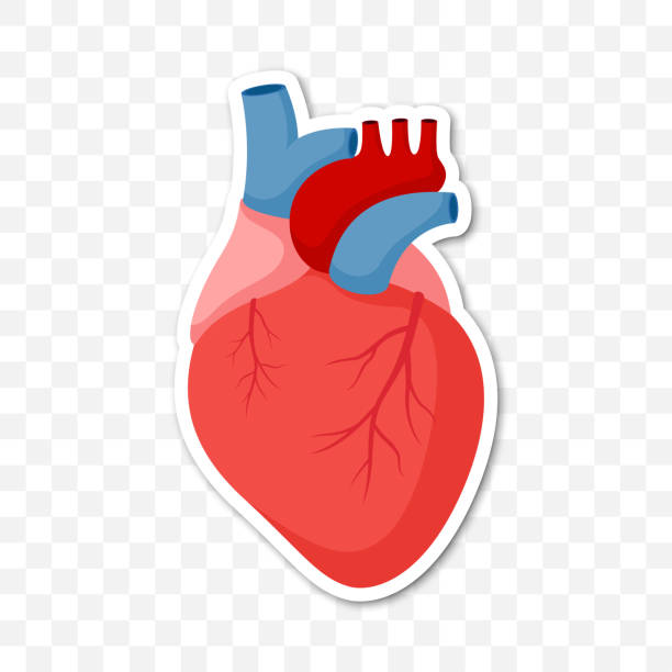 ilustrações de stock, clip art, desenhos animados e ícones de note sticker with human heart, vector - pumping blood illustrations