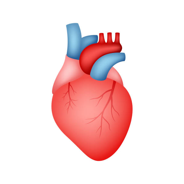 ludzkie serce wyizolowane na białym tle - heart shape human vein love human artery stock illustrations