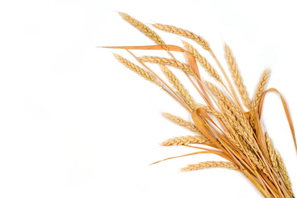 istock Ears of wheat on a white background. 1408632371