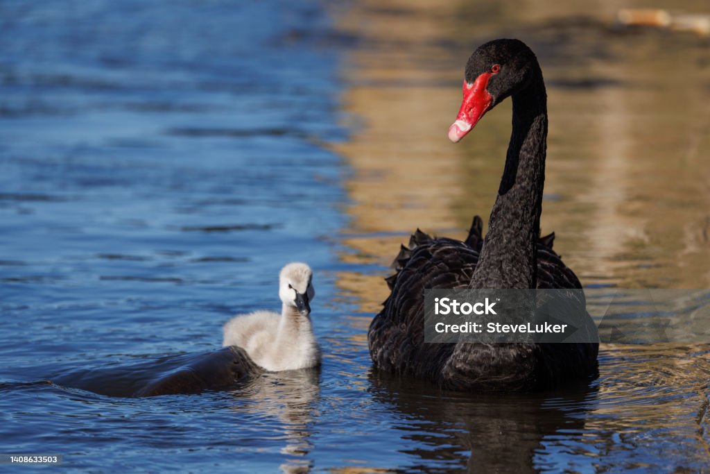 Black swan, Cygnus atratus, with baby being attacked by a carp. A black swan swimming in a lake with it's cygnet. A large carp is trying to eat the baby. Animal Stock Photo