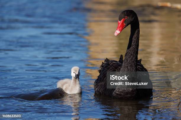 Black Swan Cygnus Atratus With Baby Being Attacked By A Carp Stock Photo - Download Image Now