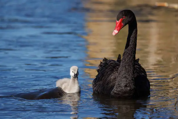 A black swan swimming in a lake with it's cygnet. A large carp is trying to eat the baby.