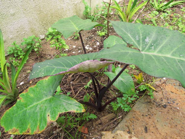 istock Yams in the organic garden 1408634972