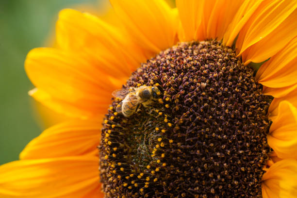 istock A sunflower and a bee 1408635427