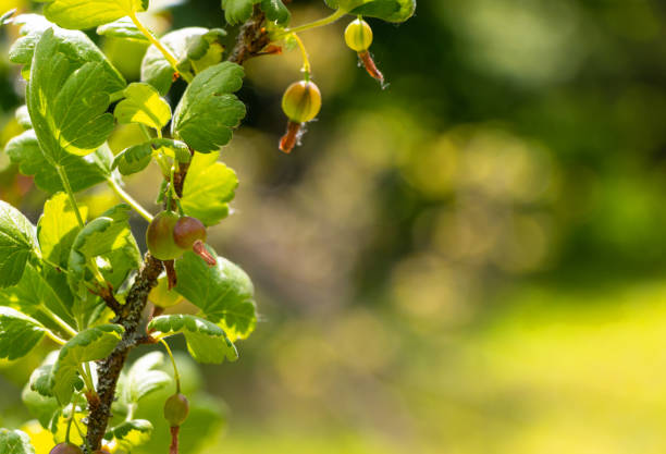 amadurecimento groselha verde em um arbusto à luz do sol - gooseberry bush fruit food - fotografias e filmes do acervo