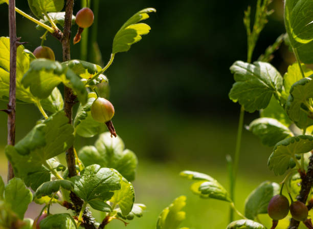 amadurecimento groselha verde em um arbusto à luz do sol - gooseberry fruit green sweet food - fotografias e filmes do acervo