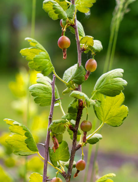 amadurecimento groselha verde em um arbusto à luz do sol - gooseberry bush fruit food - fotografias e filmes do acervo