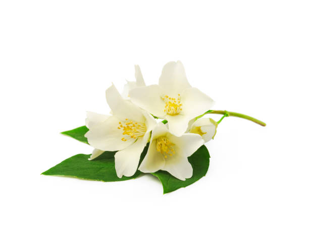 istock jasmine white flower isolated on white background 1408638696