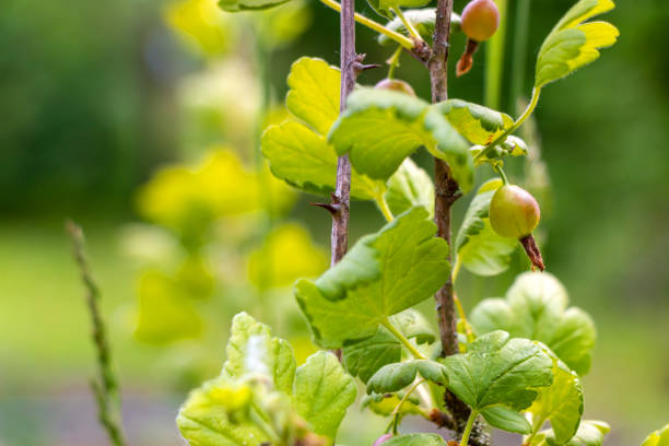 amadurecimento groselha verde em um arbusto à luz do sol - gooseberry bush fruit food - fotografias e filmes do acervo