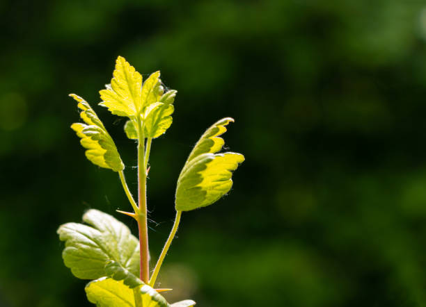 amadurecimento groselha verde em um arbusto à luz do sol - gooseberry bush fruit food - fotografias e filmes do acervo