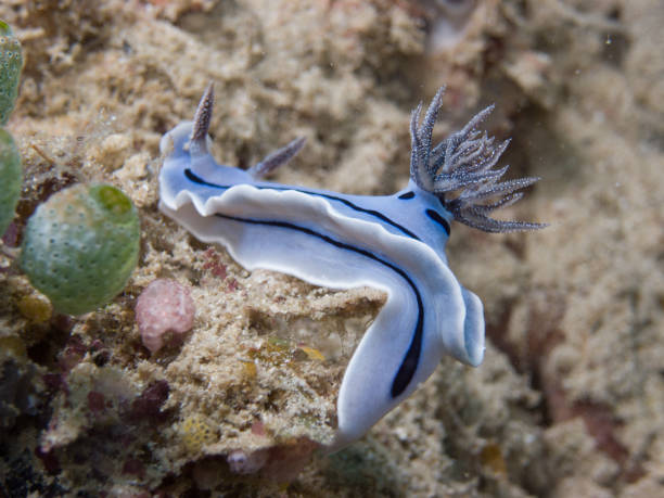 nudibranche - escargots de mer - sea snail photos et images de collection