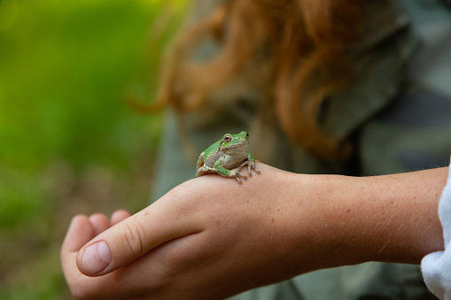 Close-up of a tree frog sitting on the hand of a girl in the woods.