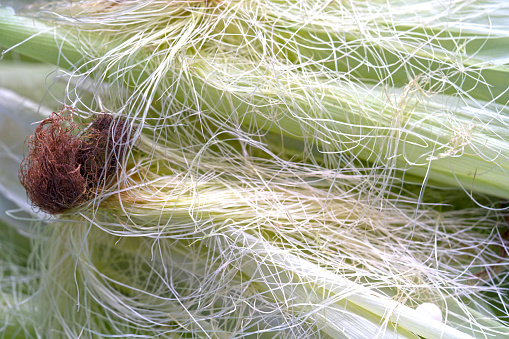 Nature fresh corn silk for background and inspiration or presentation