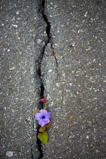 Flowers bloom in concrete cracks.